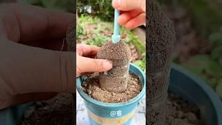plant transformation | plastic mold | spider plant part 69