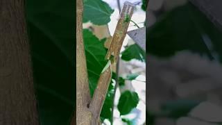 Best grafting skill #grafting #satisfying #amazing #shorts