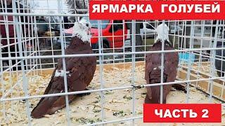 Выставка-ярмарка голубей и декоративных птиц. (22 февраля г.Кривой Рог Украина) ЧАСТЬ 2