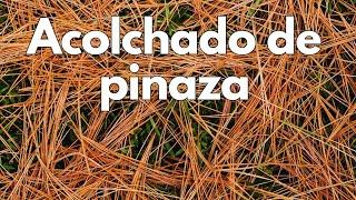 Acolchado gratis con PINAZA (pinocha)