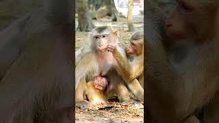 Amazing beloved family monkey, Looking so sweet to each other