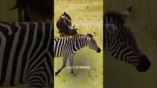 The Stars and Stripes of an African Safari