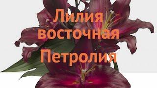 Лилия восточная Петролия (lilium hybrid petrolia)  обзор: как сажать, луковицы лилии Петролия