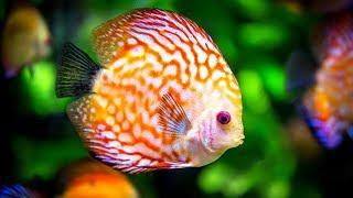 Ikan DISCUS termahal harga 12 Juta ukuran 2,5 inchi / The MOST expensive DISCUS fish in the WORLD