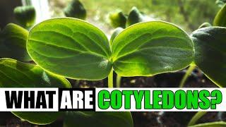 What Are Cotyledons? - Garden Quickie Episode 127