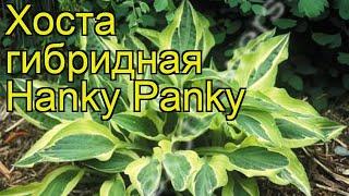 Хоста гибридная Хэнки Пэнки. Краткий обзор, описание характеристик hosta hybrida Hanky Panky