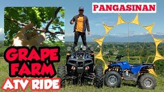 Pangasinan Grape farm | Grape Picking