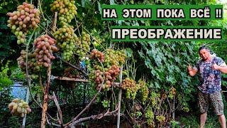 ВИНОГРАД ПРЕОБРАЖЕНИЕ ОСОБЕННОСТИ ВЫРАЩИВАНИЯ В СРЕДНЕЙ ПОЛОСЕ