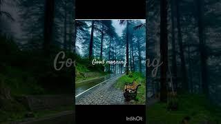 The Standard Morning Routine for Whole Day Mental Clarity and Peace with Productivity