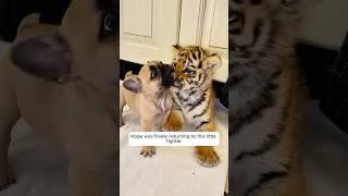 This rescued tiger cub was so sad when.... #tiger #wildanimals #animals #shorts