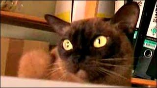 My Cat's (21 years) Last Video Chocolate Burmese Fun Stories