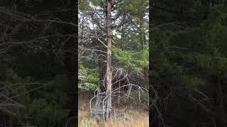 Buddy forgot his tree stand #publiclandhunting #bowhunting #deerhunting #treestand #selffilming