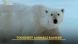 Toughest Animals Ranked | Ultimate Animal Countdown | हिंदी | Full Episode | S1 - E9 | Nat Geo