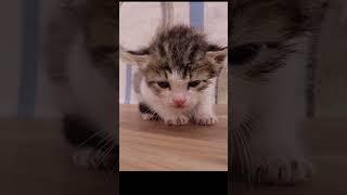 #قطة جميلة #مواء صوت القطط الصغيرة #cats #cat