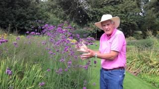 Dr. A on Verbena bonariensis