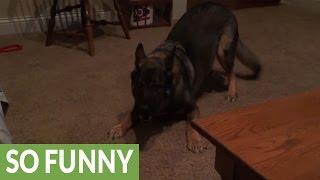 German Shepherd goes crazy for no apparent reason