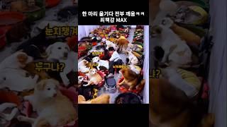 댕댕이 수면교실에서 벌어진 대참사