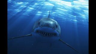 Great White Shark Attack On Camera- Video -Scary