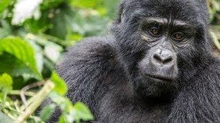 Wild mountain gorillas in Bwindi Impenetrable Forest, Uganda