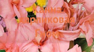 Канна карликовая Гном (canna dwarf gnom)  канна Гном обзор: как сажать луковицы канну Гном