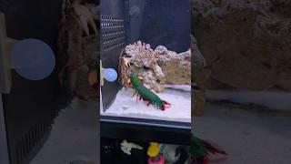 Watch our mantis shrimp learn how to hunt!