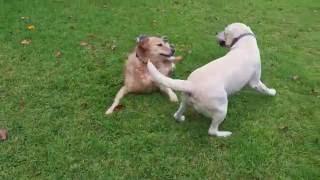 Yellow Lab Vs. Golden Retriever Wrestling, Running & Playing - Waimea, Kauai, Hawaii