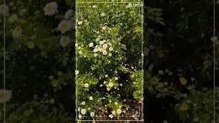 Nature's canvas painted with daisy hues....#wild nature#flowers#