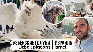 Узбекские двухчубые голуби, Израиль | Uzbek pigeons, Israel