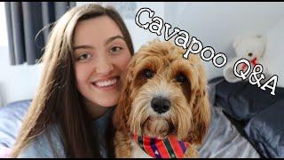 Cavapoo Q&A | Bailey's breeder and tips for first time owners | #StayHome #WithMe