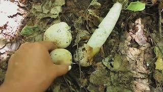 Гриб ВЕСЕЛКА. Все о лечебном грибе Веселке. Mushroom FUN.