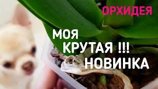 ВИННАЯ орхидея фаленопсис  трилипс НОВИНКА в коллекции!