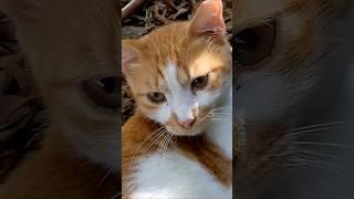 Рыжий кот  Смешные коты  Red cat  Funny cats Animals Nature Memes Pets Meow Lucu Kitty Trend Top