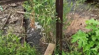 Река Селесня Волоколамский район д. Зубово, д. Аксеново