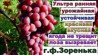 Виноград для Беларуси. Ультра ранняя г.ф. для открытого грунта.