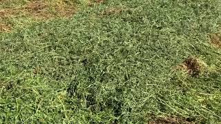 2020 Vetch