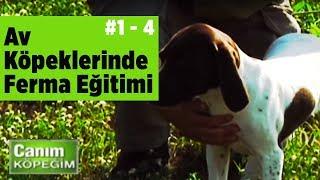 Av Köpeklerinde Ferma Eğitimi Canım Köpeğim Sezon 1_B4 - YABAN TV - Burak Kabakçı