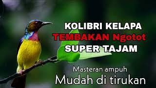 KOLIBRI KELAPA GACOR FULL TEMBAKAN NGOTOT SUPER TAJAM MUDAH DI TIRUKAN‼️