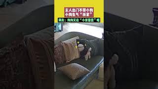 主人出门不带小狗，小狗生气“拆家”，网友：狗狗又在“小发雷霆”呢！