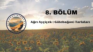 Ağrı Ayçiçek(Gülebağan) Tarlaları | 8. Bölüm - Bir Gezi Hikayesi