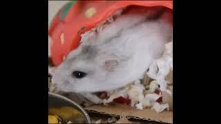 A little cutie in his little strawberry house  #animalsanctuary #animalrescue #hamster