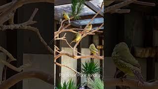 Aviary Birds