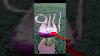 Allah is The Great Name I Remix The World ️️shorts yt s horts youtube shorts viral Allah
