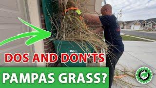 Pampas Grass: What To Do and What NOT To Do when cutting down your pampas grass.