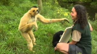 Conservation Connection: White Cheeked Gibbon