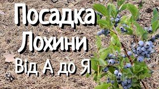 Посадка лохини / Підготовка ями під лохину/ Підготовка землі під лохину