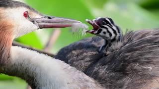 Haubentaucher am Seeburger See - Brutpflege