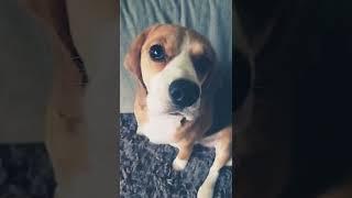 Бигль Грэта  |Beagle Greta