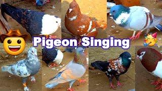 Pigeon Singing | Pigeon Sound Effect | Pigeon Voice | Pigeon Sound | pigeon calling