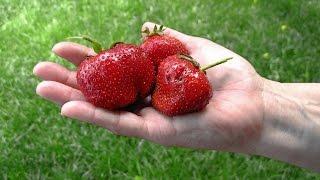 Как собрать семена клубники самому. Земляника садовая