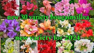 top 30 bougainvillea varieties | new varieties bougainvillea for 2024 | most beautiful bougainvillea